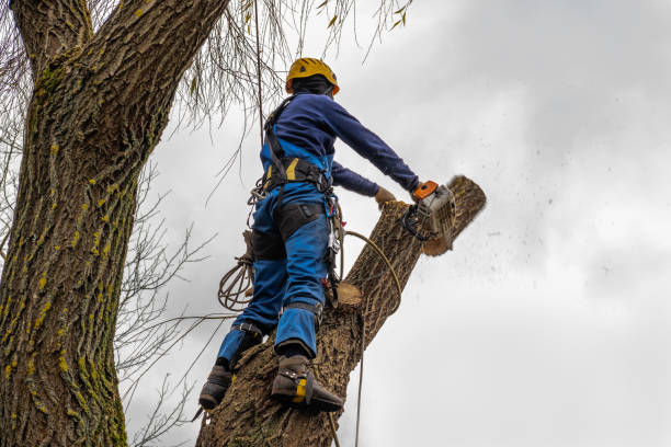 How Our Tree Care Process Works  in  Jefferson, LA