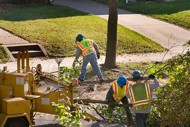 Best Tree Disease Treatment  in Jefferson, LA